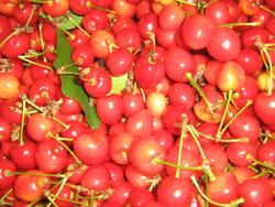 fresh cherries